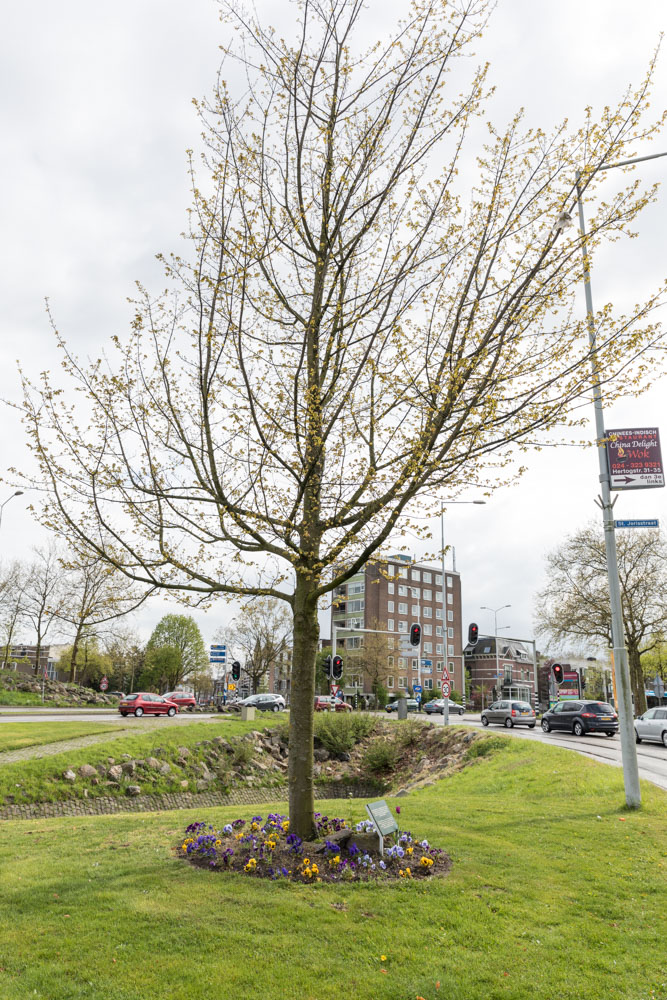 Bevrijdingsboom Nijmegen #2