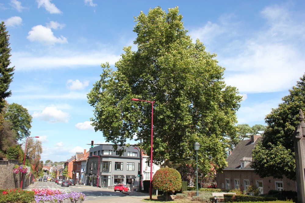 Vrijheidsboom Ottignies #1