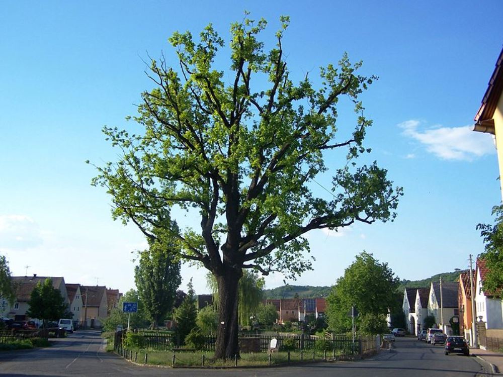 Bismarck-oak Altnaundorf