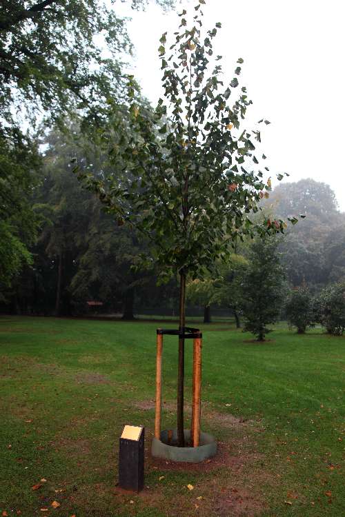 Memorial Tree Sir James Cleminson KBE, MC #2