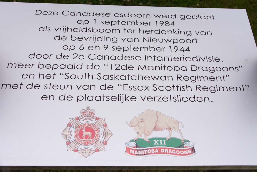 Canadese Esdoorn Bevrijding Nieuwpoort #2