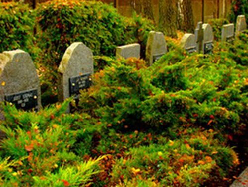 Polish War Graves Belchatow #1