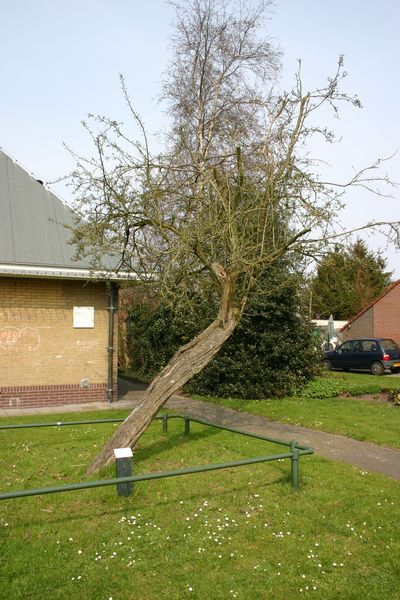 Bevrijdingsboom Westerbroek #5