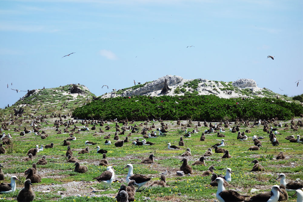 Eastern Island Airstrip #1