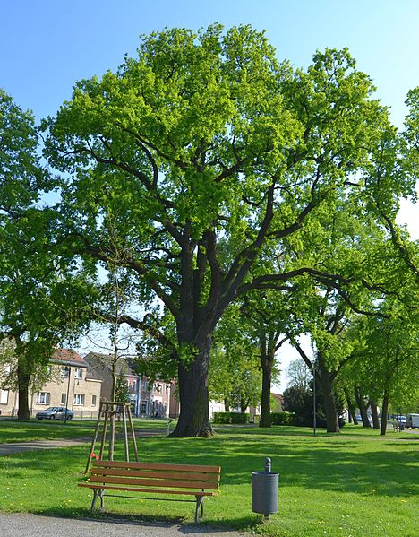 Remembrance Oak Letschin #2