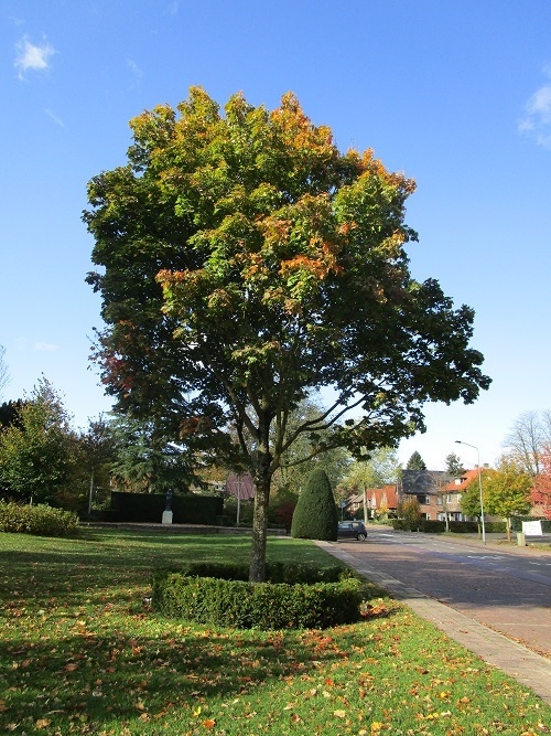 Bevrijdingsboom 50 Jaar Bevrijding Ermelo #3