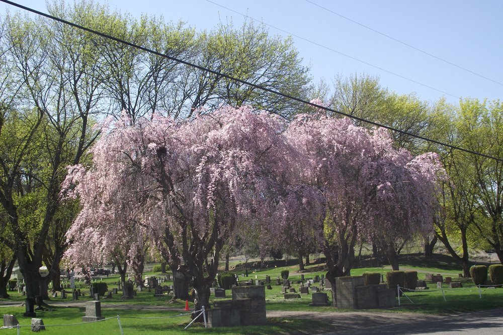 American War Graves Prosser Cemetery