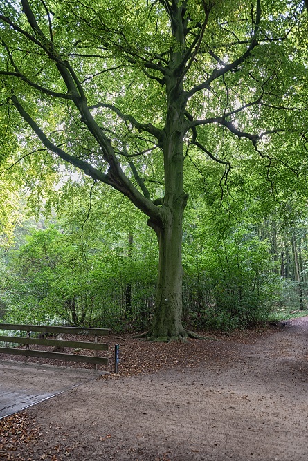 Notch in Tree Haagse Bos #3